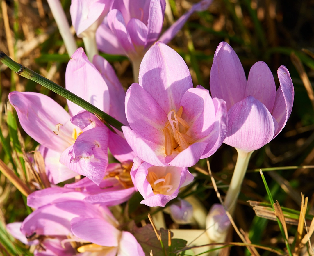 Die Nahaufnahme zeigt zart violette Blüten im Wiesendickicht.