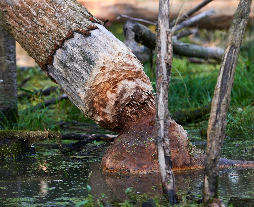 Ein Biber hat einen Baumstamm fast vollständig zerteilt. Der Baumstamm ragt noch obenhin aus dem Bild. Im Hintergrund sieht man Büsche, Wasser und etwas Grün.