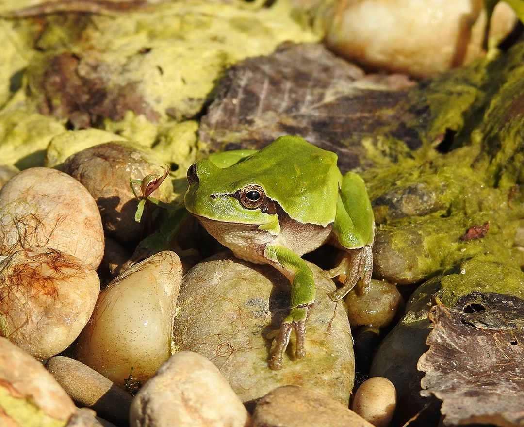 A green Forsch, a Hylo Arboreo sits on a stone near the river.